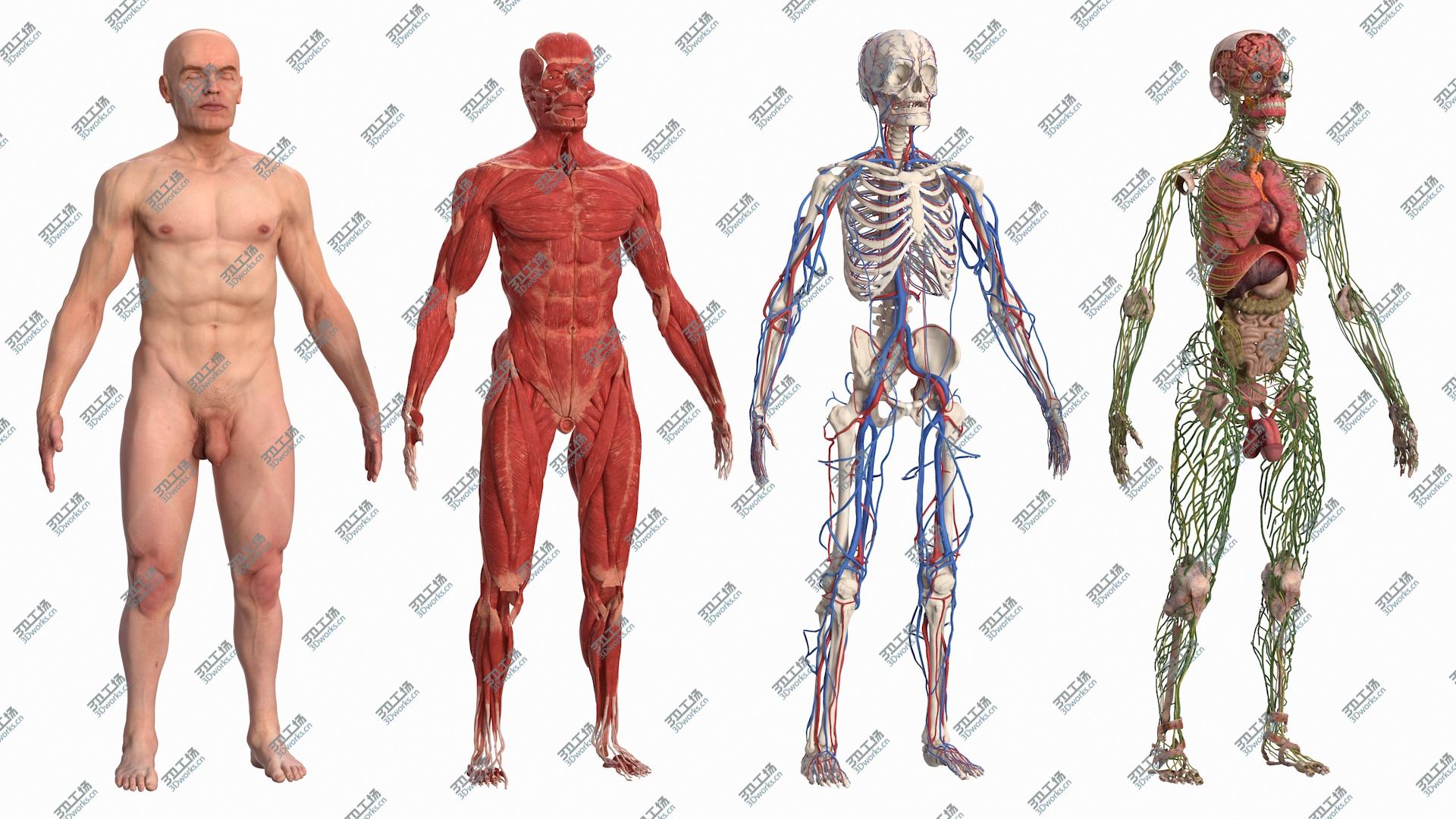 images/goods_img/20210113/3D Male Full Body Anatomy and Skin/3.jpg